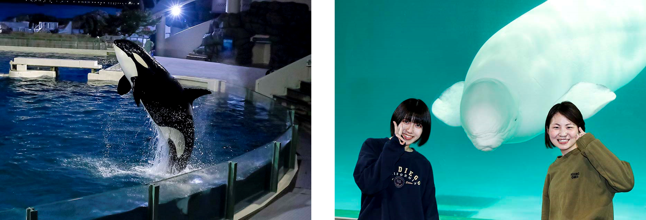 　　　　　　シャチのナイトパフォーマンス　　　　　　　　　　　　　　　　ベルーガと記念写真