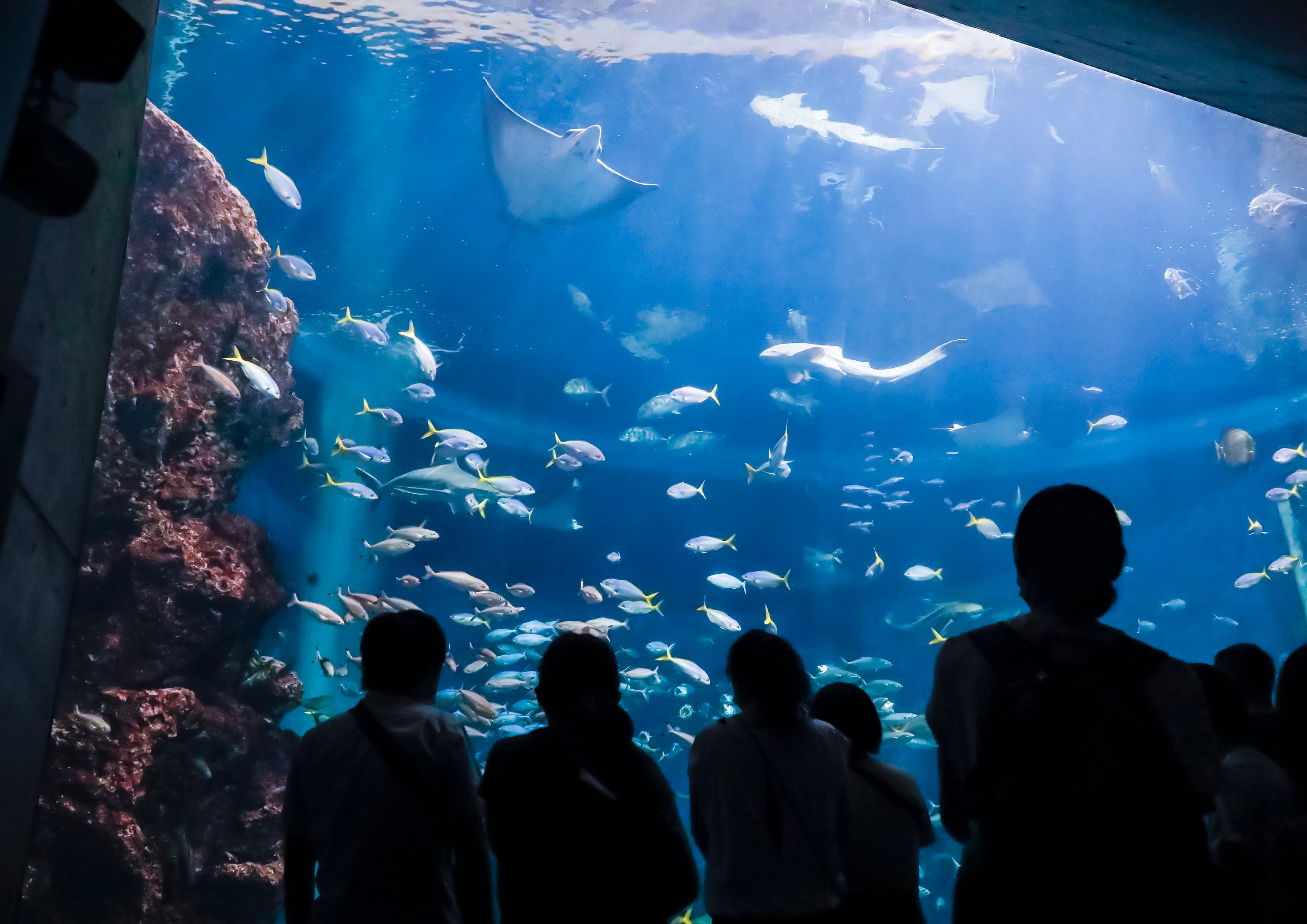 夜は体色が変化する魚も