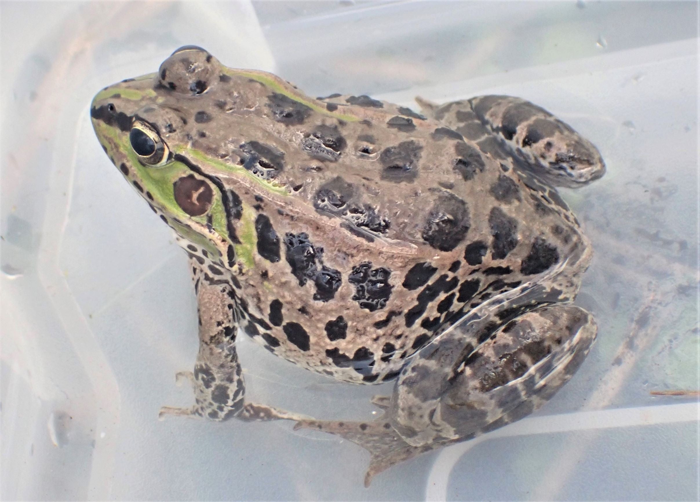 ナゴヤダルマガエル