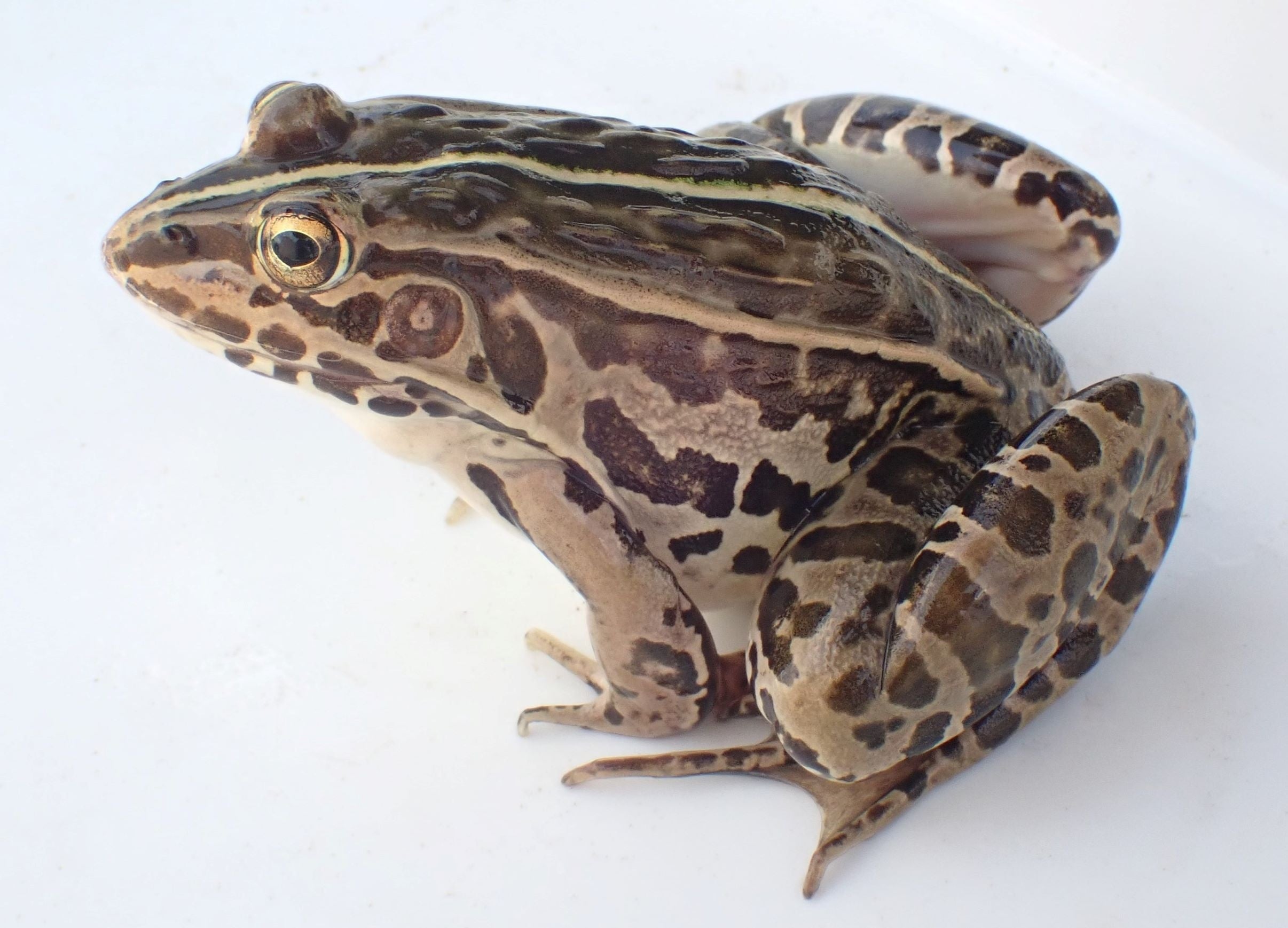 トノサマガエル