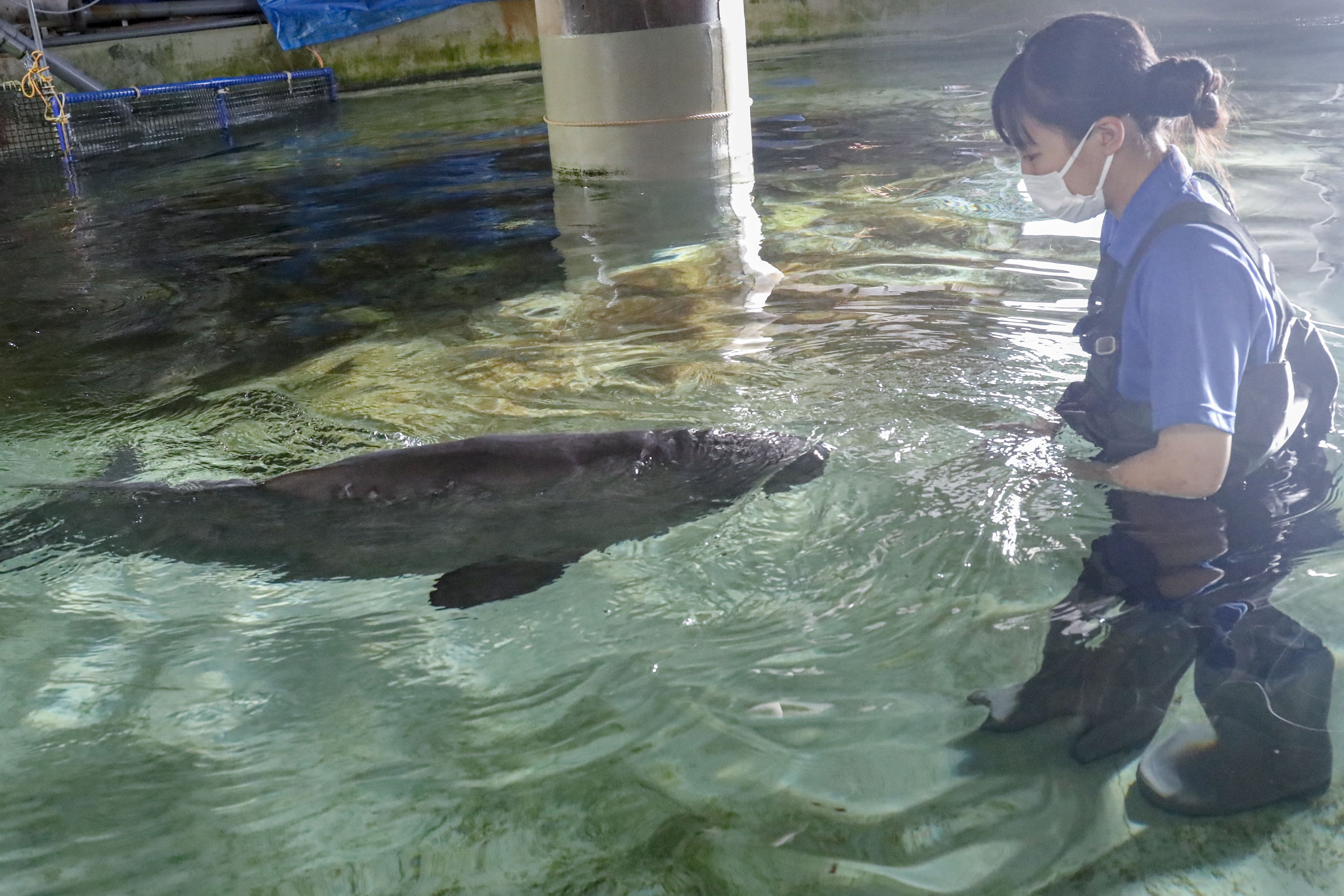 飼育員とのリハビリの様子