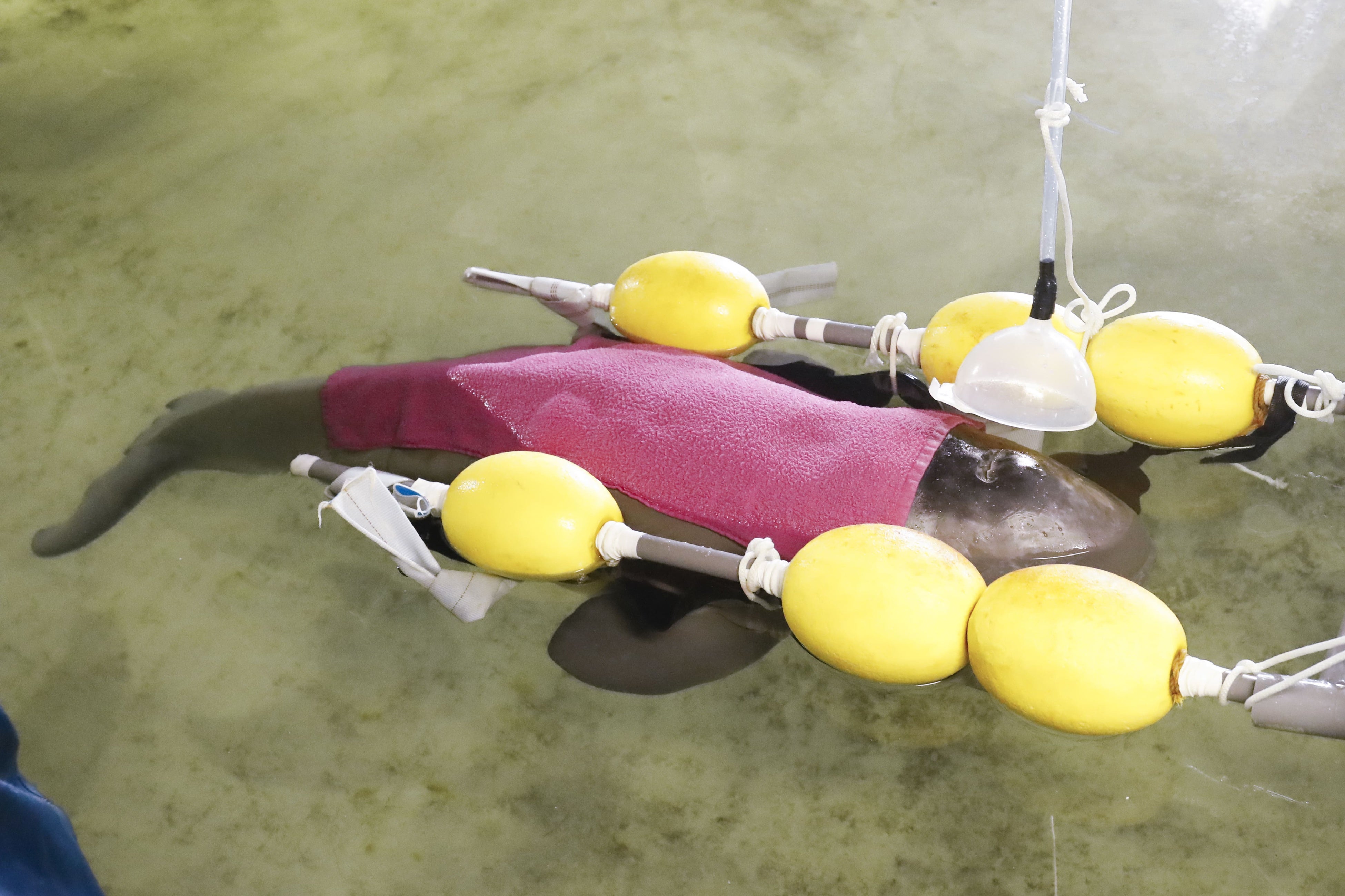 人工哺育中の遊泳補助器具