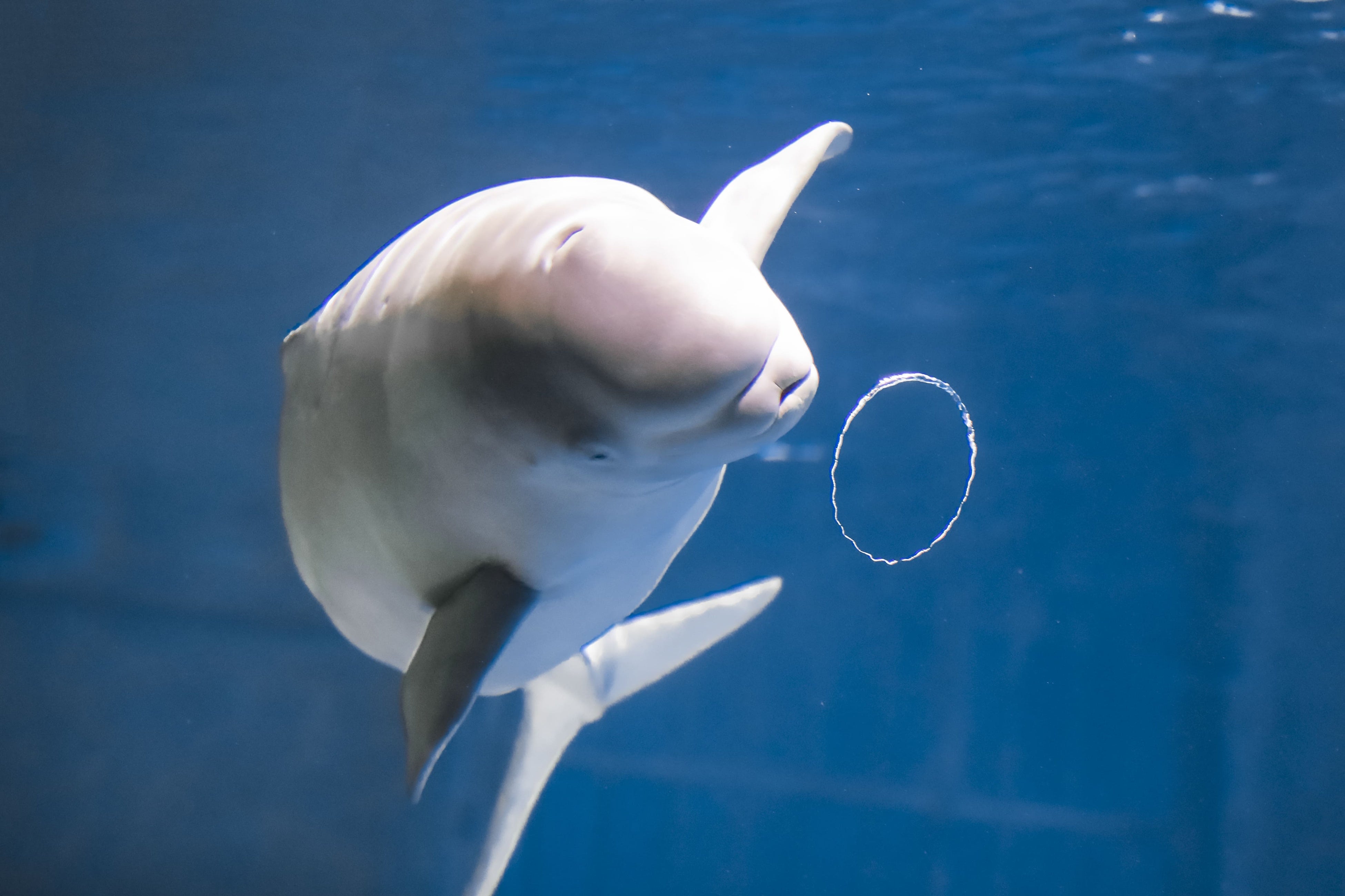 バブルリングで遊ぶ「ヴィズ」