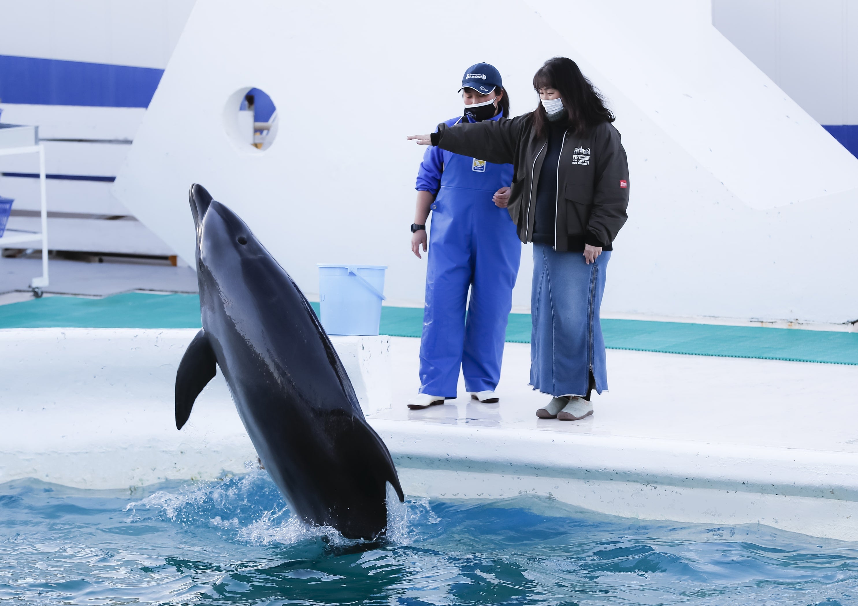 ⑤イルカへのサイン出し体験