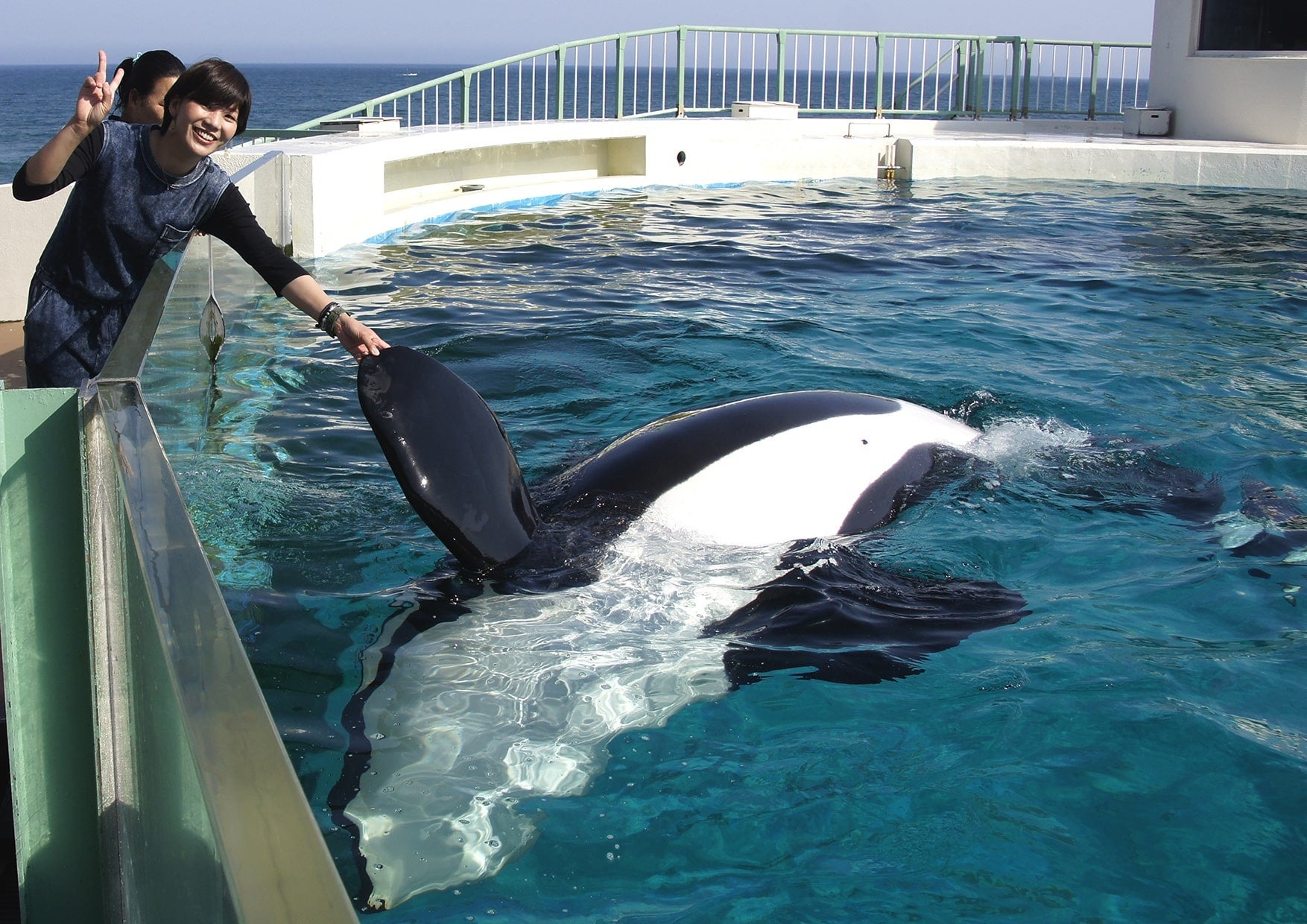 ④シャチとの握手