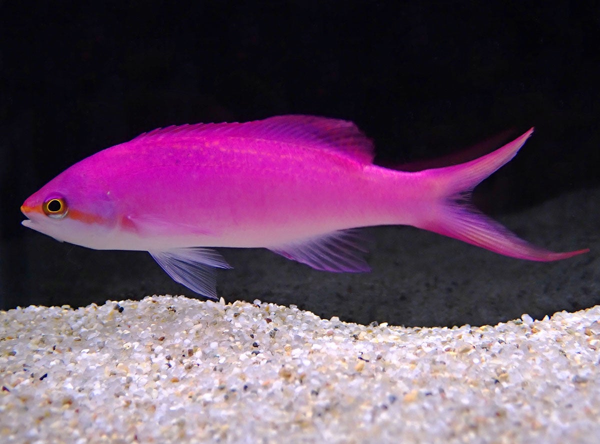 9種類の海の生きものを展示