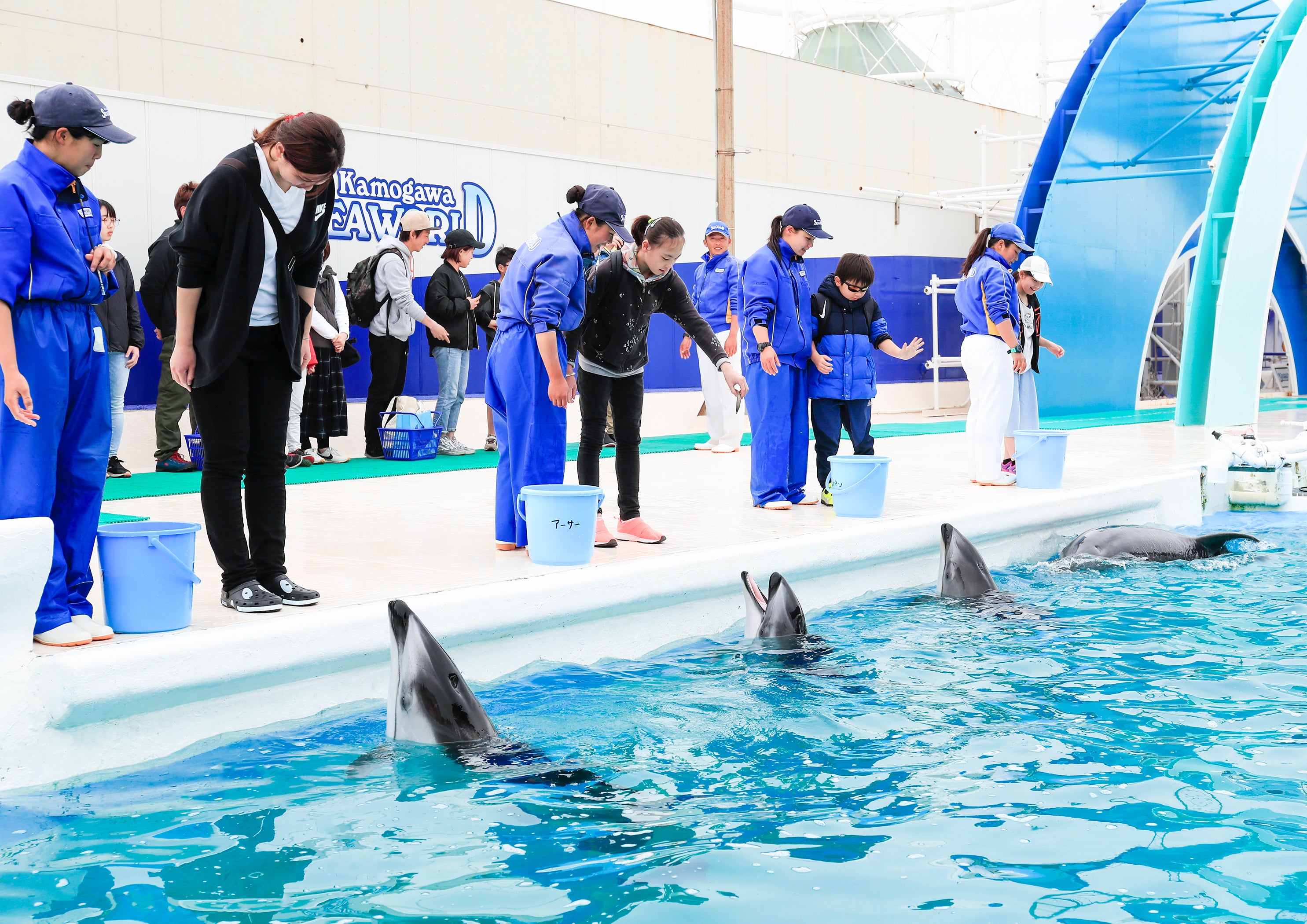 イルカへの給餌体験
