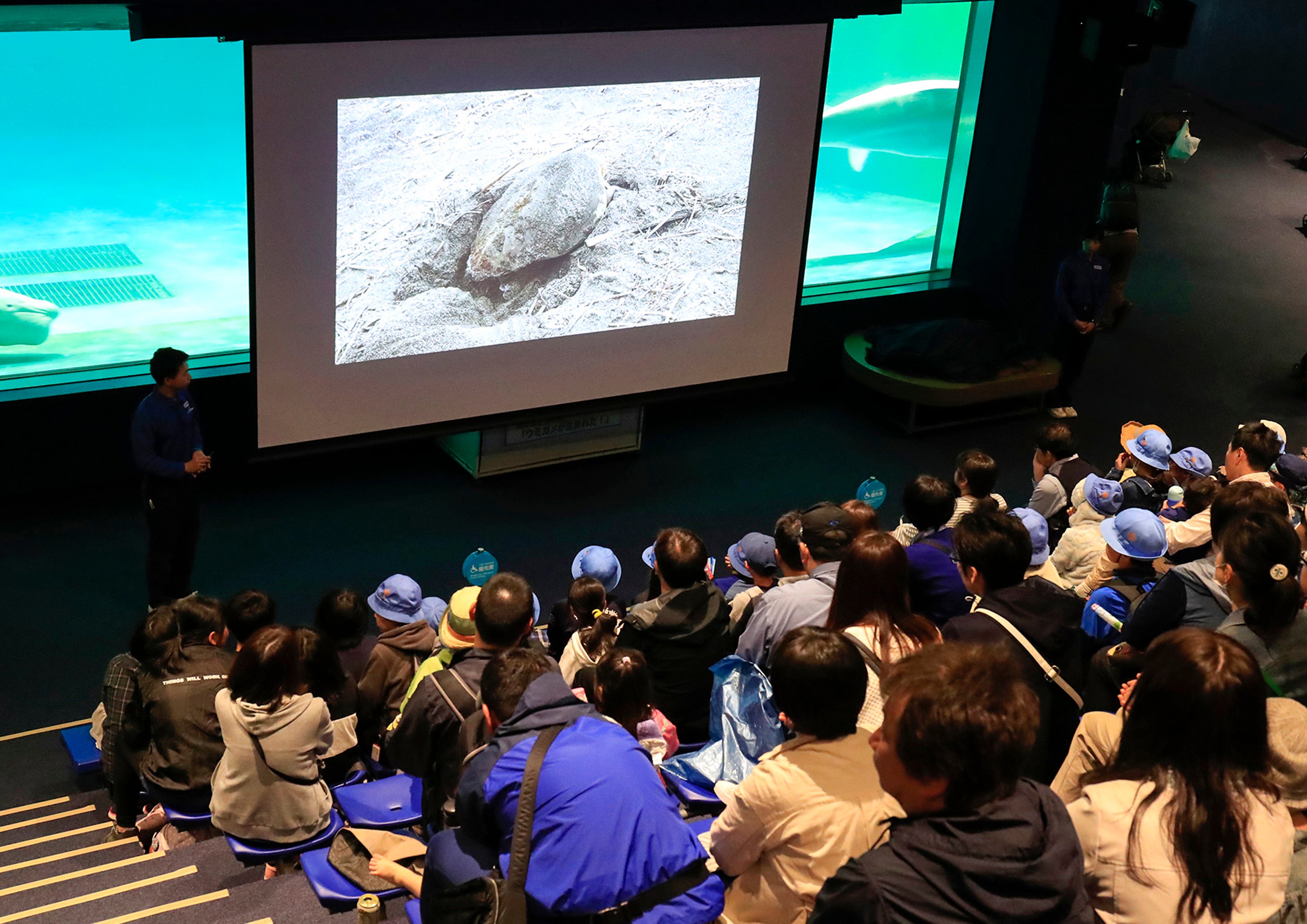 ウミガメ保護活動について解説