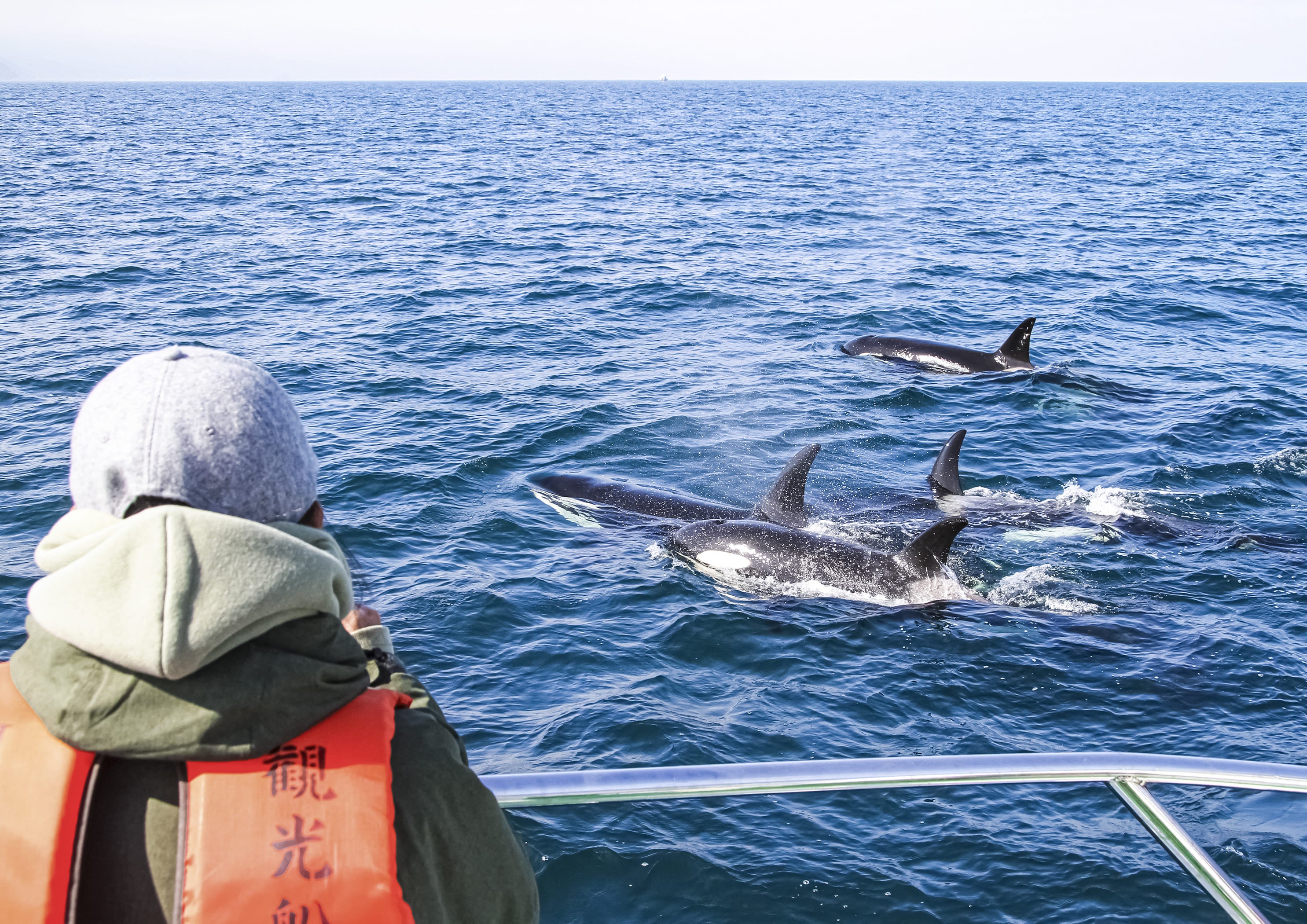 シャチが近くを通りすぎることも