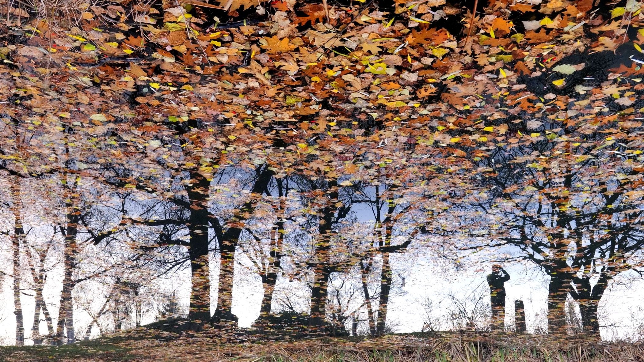 特選 「探鳥の人」 皆川秀文様