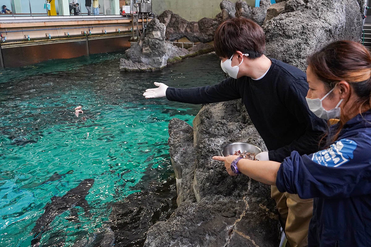 大水槽の魚に餌やり（イメージ）