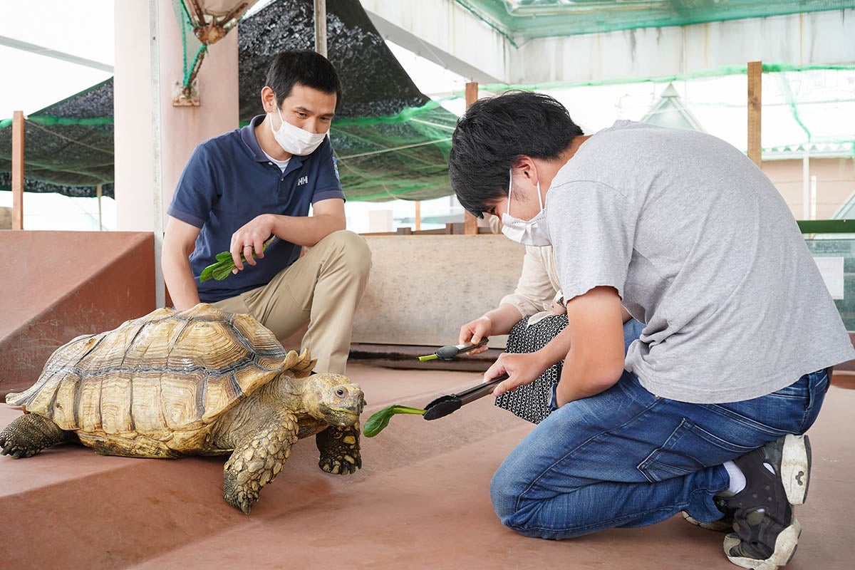 リクガメの飼育員体験（イメージ）