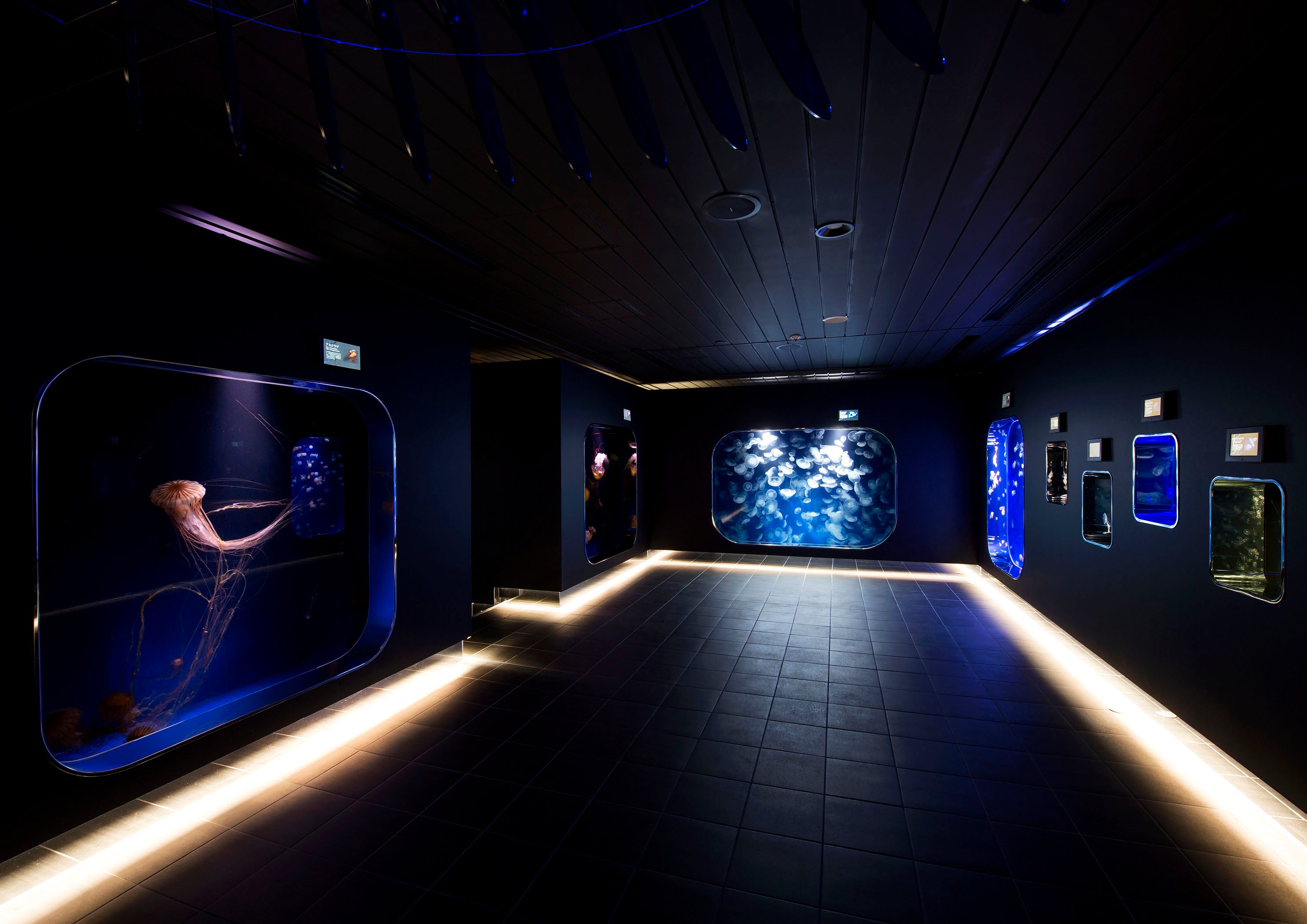 生体展示ゾーン