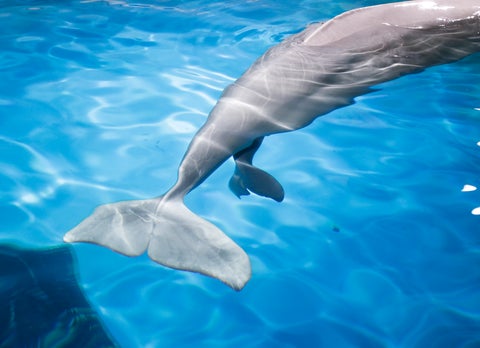 【鴨川シーワールド】珍しいベルーガの赤ちゃんが誕生!ミリーの子供が元気に成長中 【鴨川シーワールド】珍しいベルーガの赤ちゃんが誕生!ミリーの子供が元気に成長中