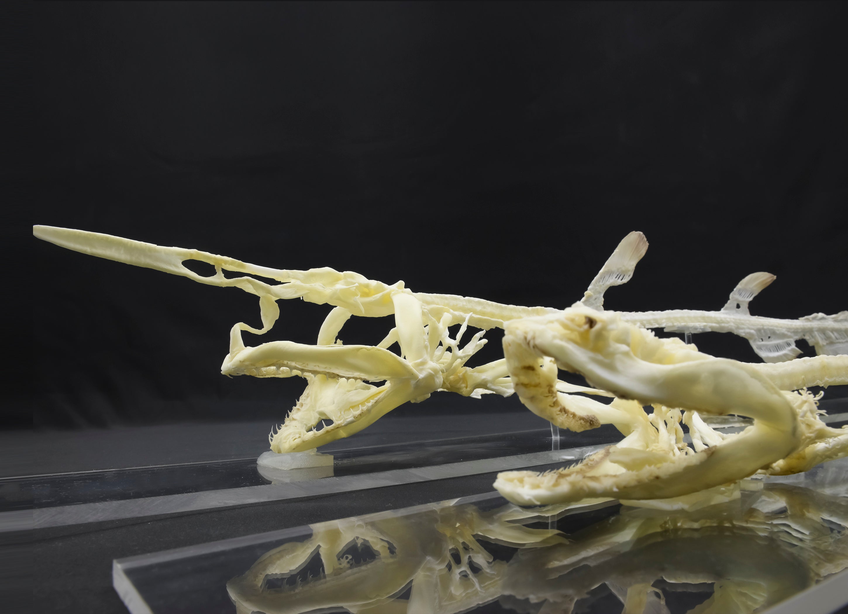 ラブカ 全身骨格 鴨川シーワールド 謎多き深海生物を標本で観察 希少なラブカと