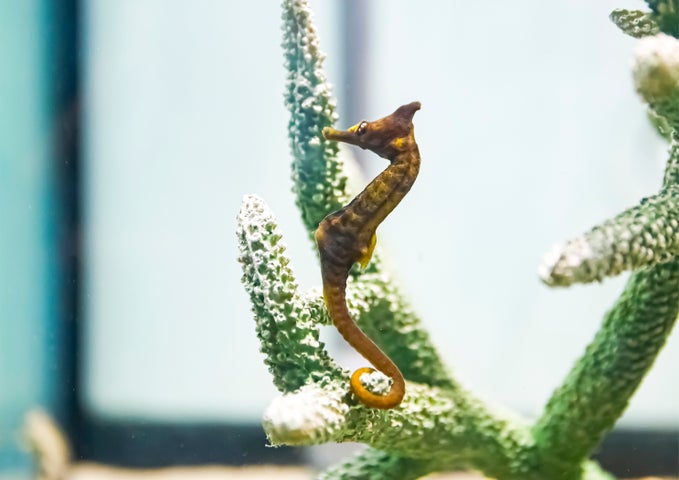 鴨川シーワールドで2024年干支の生き物展示中!海の辰(タツ)たちを観察しよう 鴨川シーワールドで2024年干支の生き物展示中!海の辰(タツ)たちを観察しよう