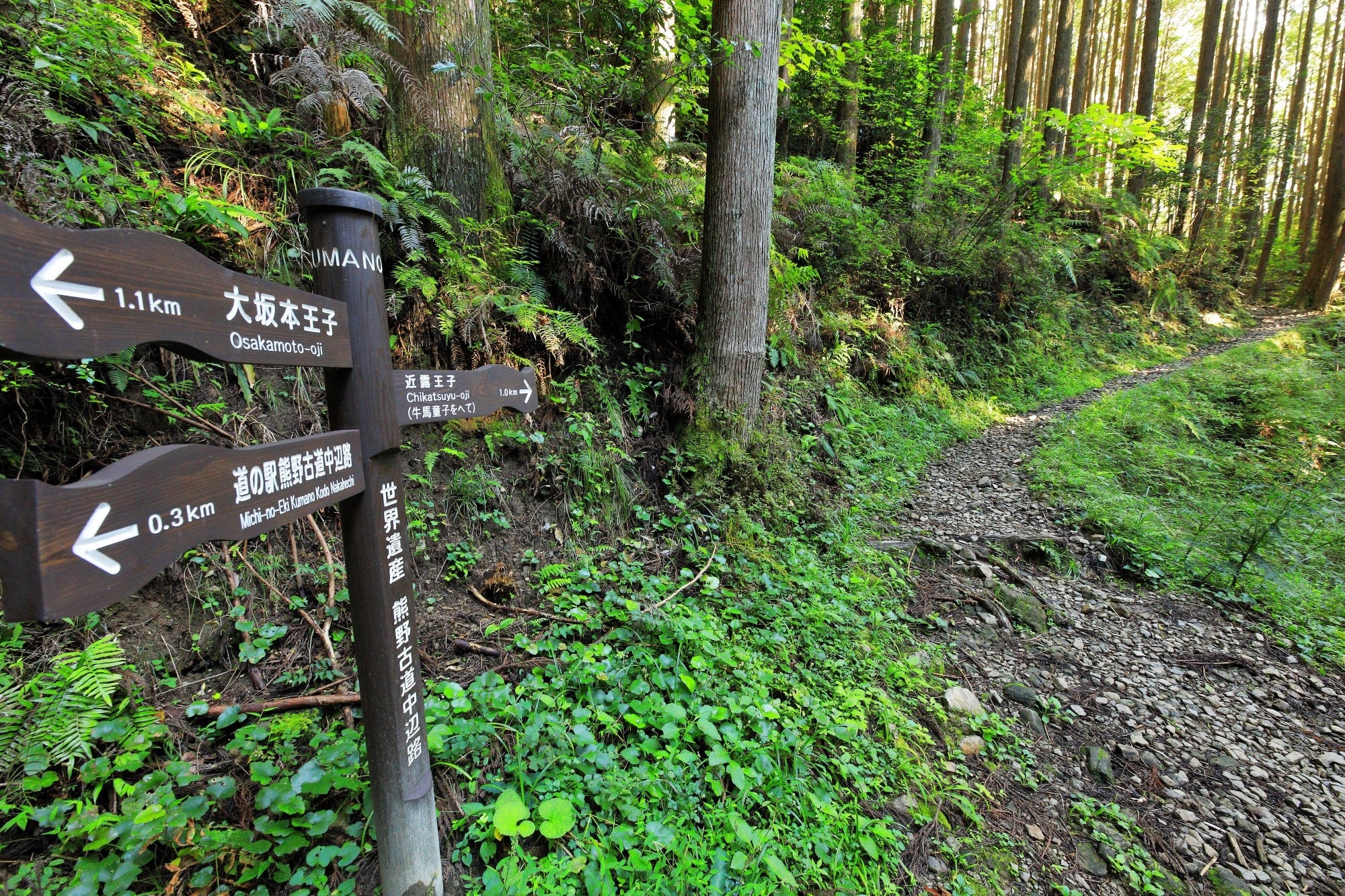 熊野古道（イメージ）