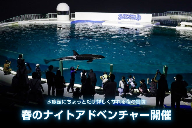 鴨川シーワールドの夜の冒険!ナイトアドベンチャーで海の動物を観察しよう 鴨川シーワールドの夜の冒険!ナイトアドベンチャーで海の動物を観察しよう