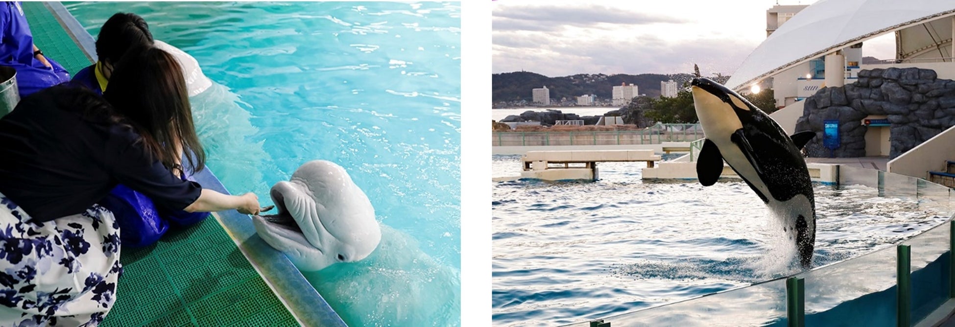 鴨川シーワールド、大人向けナイトプラン開催!水族館貸し切り特典満載 鴨川シーワールド、大人向けナイトプラン開催!水族館貸し切り特典満載