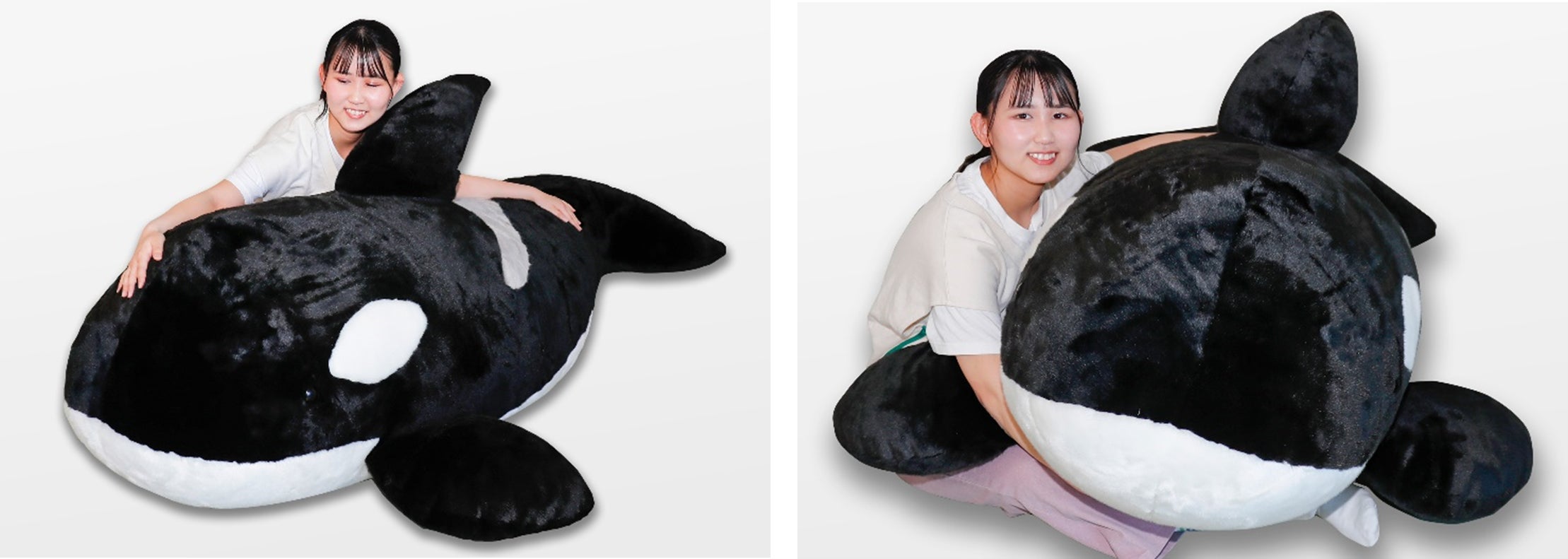 鴨川シーワールド】全長約170cm・重さ12kgの超特大!「寝る場所が 鴨川シーワールド】全長約170cm・重さ12kgの超特大!「寝る場所が