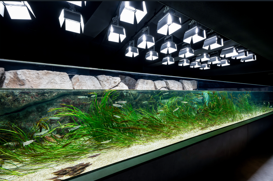 アクアライブ　ローカルライフ