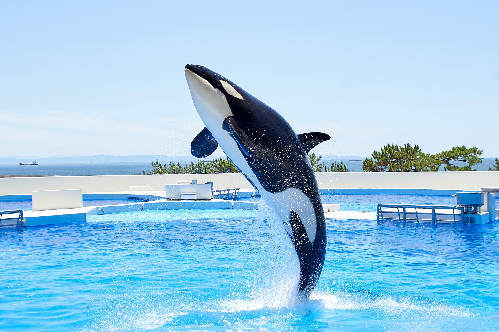 オルカパフォーマンス