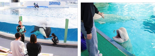 【鴨川シーワールド】飼育員の解説にヒントが!今回は限定「ふり返り問題集」付き! 鯨類に少し詳しくなる体験型プラン『大人の鯨類スクール』開催!! 【鴨川シーワールド】飼育員の解説にヒントが!今回は限定「ふり返り問題集」付き! 鯨類に少し詳しくなる体験型プラン『大人の鯨類スクール』開催!!