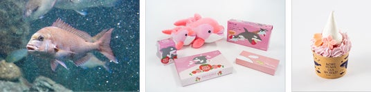 【神戸須磨シーワールド】グループでお得に春のスマシーを楽しもう「サクラサク新生活。スマシーよせてキャンペーン」 【神戸須磨シーワールド】グループでお得に春のスマシーを楽しもう「サクラサク新生活。スマシーよせてキャンペーン」