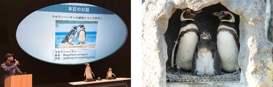 【神戸須磨シーワールド】5月18日は『国際博物館の日』 特別レクチャー「水族館の役割について~ペンギンの繁殖から学んでみよう~」を開催 【神戸須磨シーワールド】5月18日は『国際博物館の日』 特別レクチャー「水族館の役割について~ペンギンの繁殖から学んでみよう~」を開催