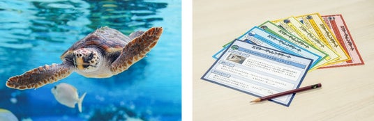 【神戸須磨シーワールド】スマシー夏休み特集 水族館で生きもの観察「自由研究をお助け!スマシーチャレンジシート」が登場 【神戸須磨シーワールド】スマシー夏休み特集 水族館で生きもの観察「自由研究をお助け!スマシーチャレンジシート」が登場