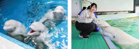【鴨川シーワールド】SNSでも大人気のベルーガの子どもたちに会いにいこう!第一回「ベルーガプレミアムプラン」参加者募集 【鴨川シーワールド】SNSでも大人気のベルーガの子どもたちに会いにいこう!第一回「ベルーガプレミアムプラン」参加者募集