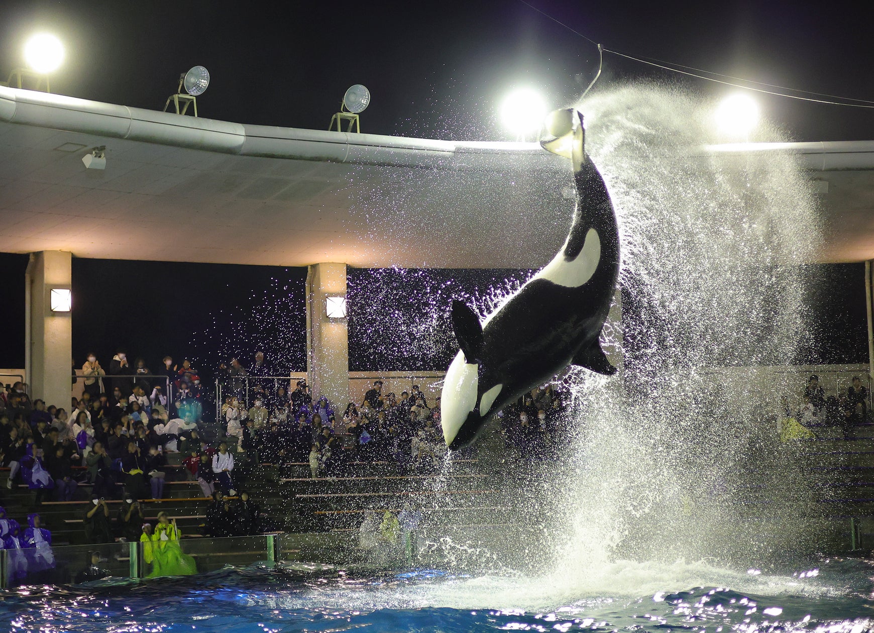 【仙台うみの杜水族館】夜の水族館で謎を解け。『謎解きナイト水族館』【2026年11月14日(土)・11月22日(日)】