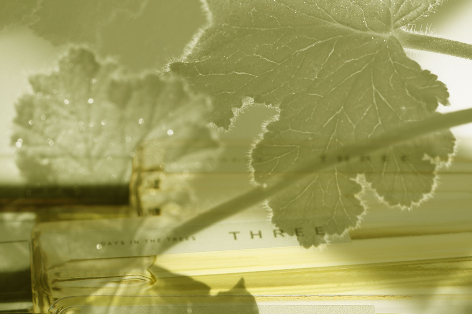 THREE初のフレグランスを記念したポップアップイベント、自然と