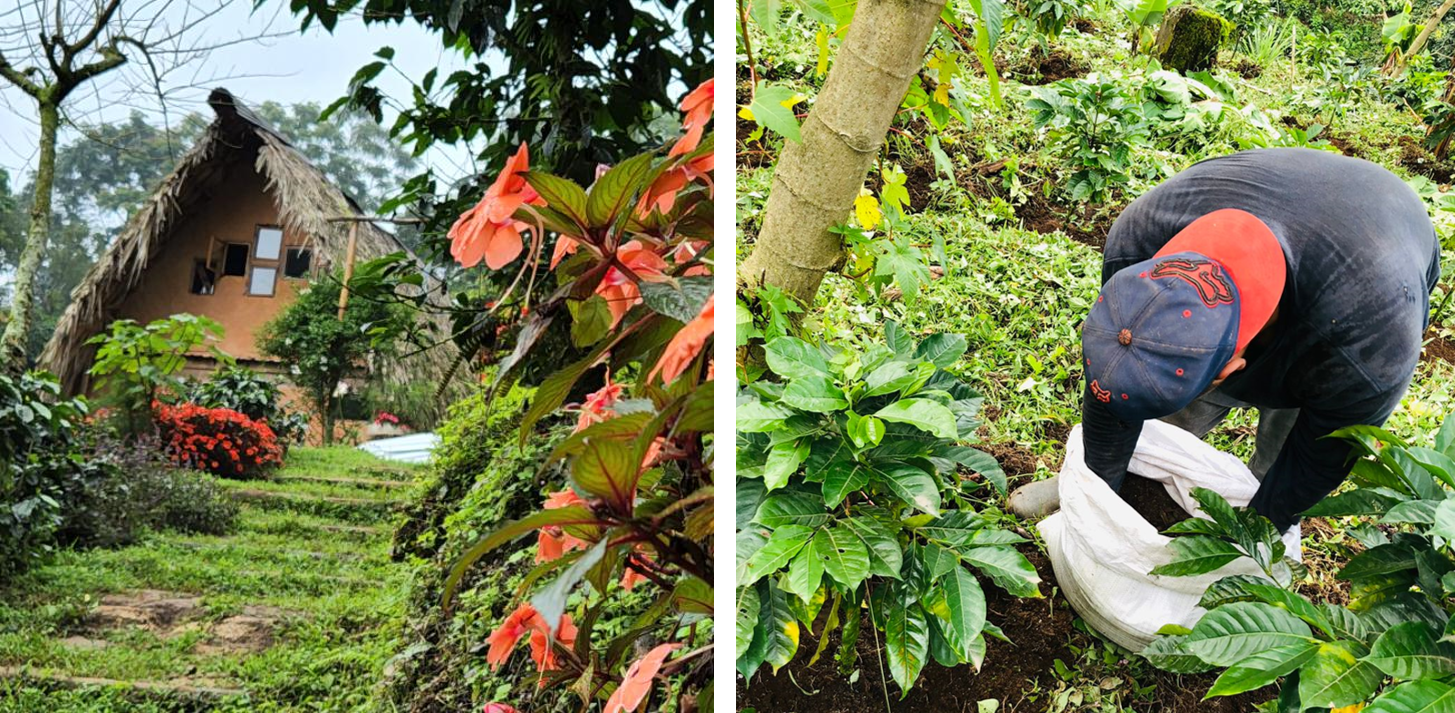 「ガテマラ　エル・ベルヘル農園」の様子)