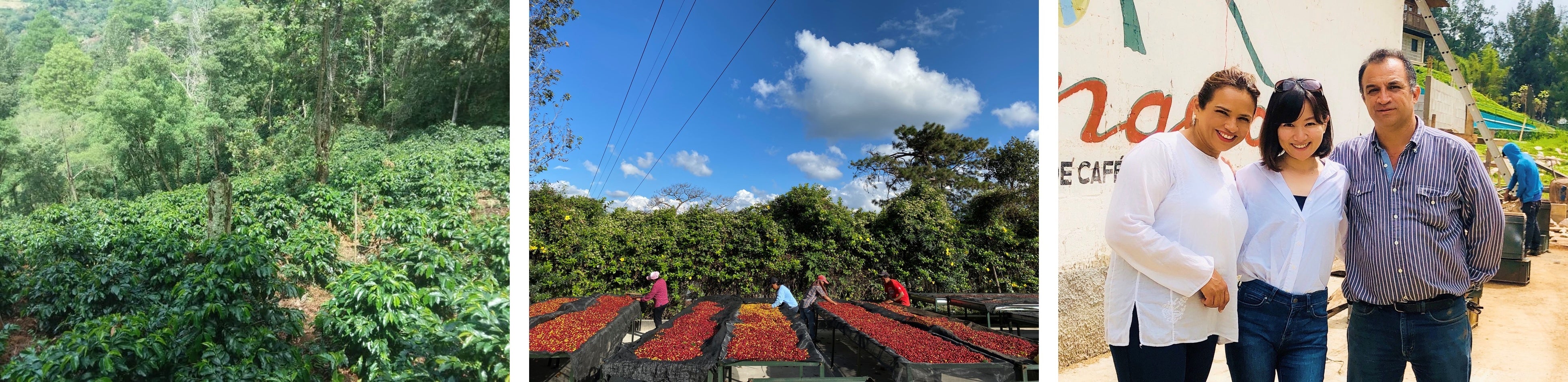左：手入れされた美しい農園　中央：乾燥工程ではチェリーが均一な水分量になるようこまめにチェック　右：左からマリサベル氏、買い付けをしたUCC村田