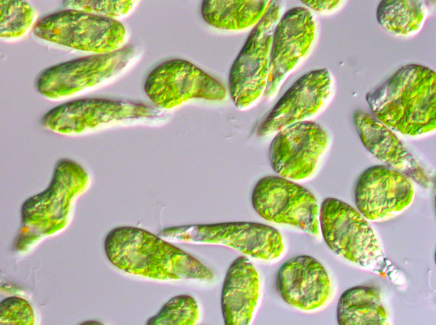 微細藻類ユーグレナ（株式会社ユーグレナ提供）