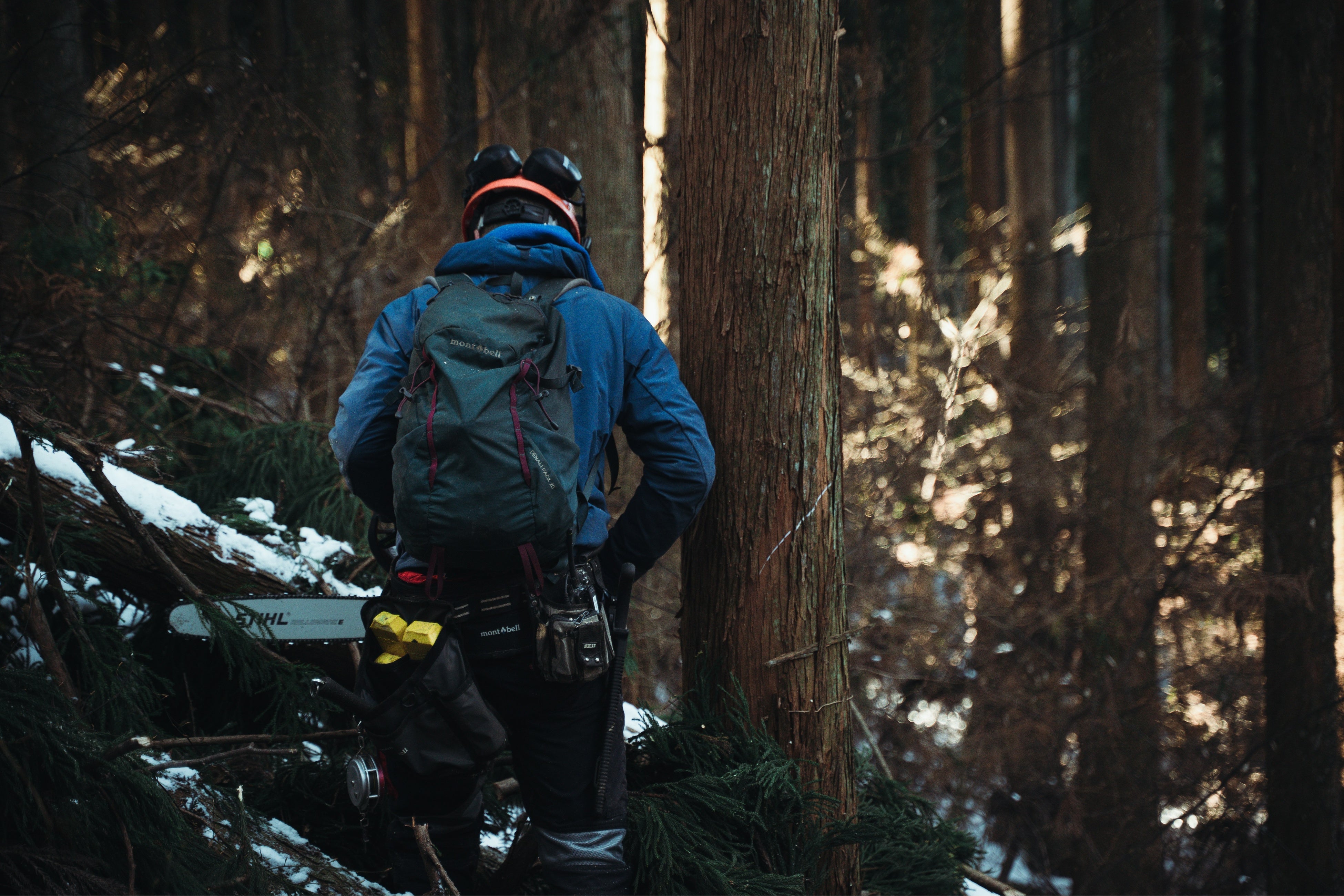 残雪の中での伐採