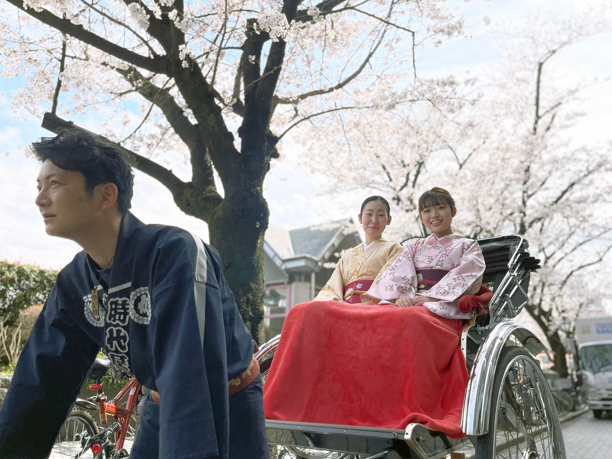 助六夢通りの桜並木を走る人力車