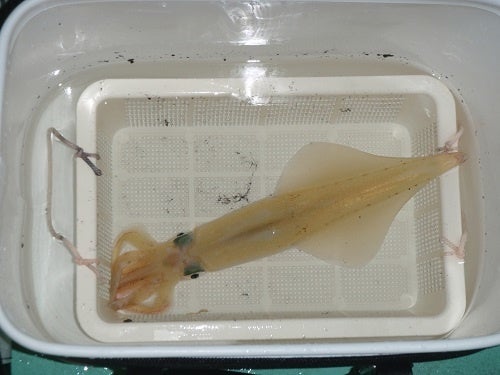 【芦屋町】釣りたて御前