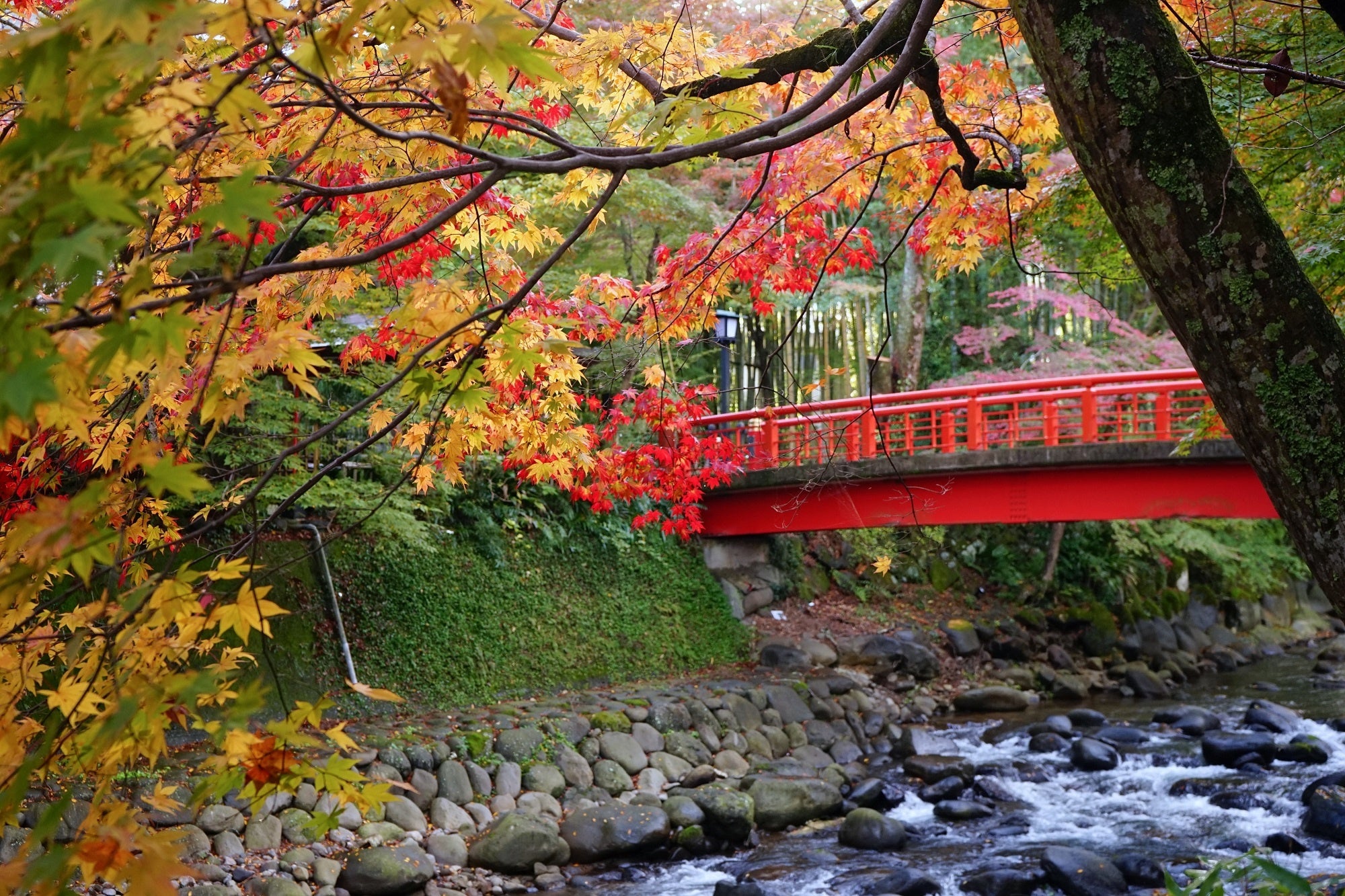 修善寺温泉紅葉