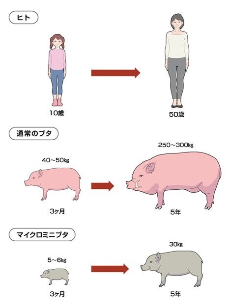 世界初 水素の事実を実験専用ミニブタにより科学的に証明 株式会社ドクターズ マンのプレスリリース 世界初 水素の事実を実験専用ミニブタにより科学的に証明 株式会社ドクターズ マンのプレスリリース