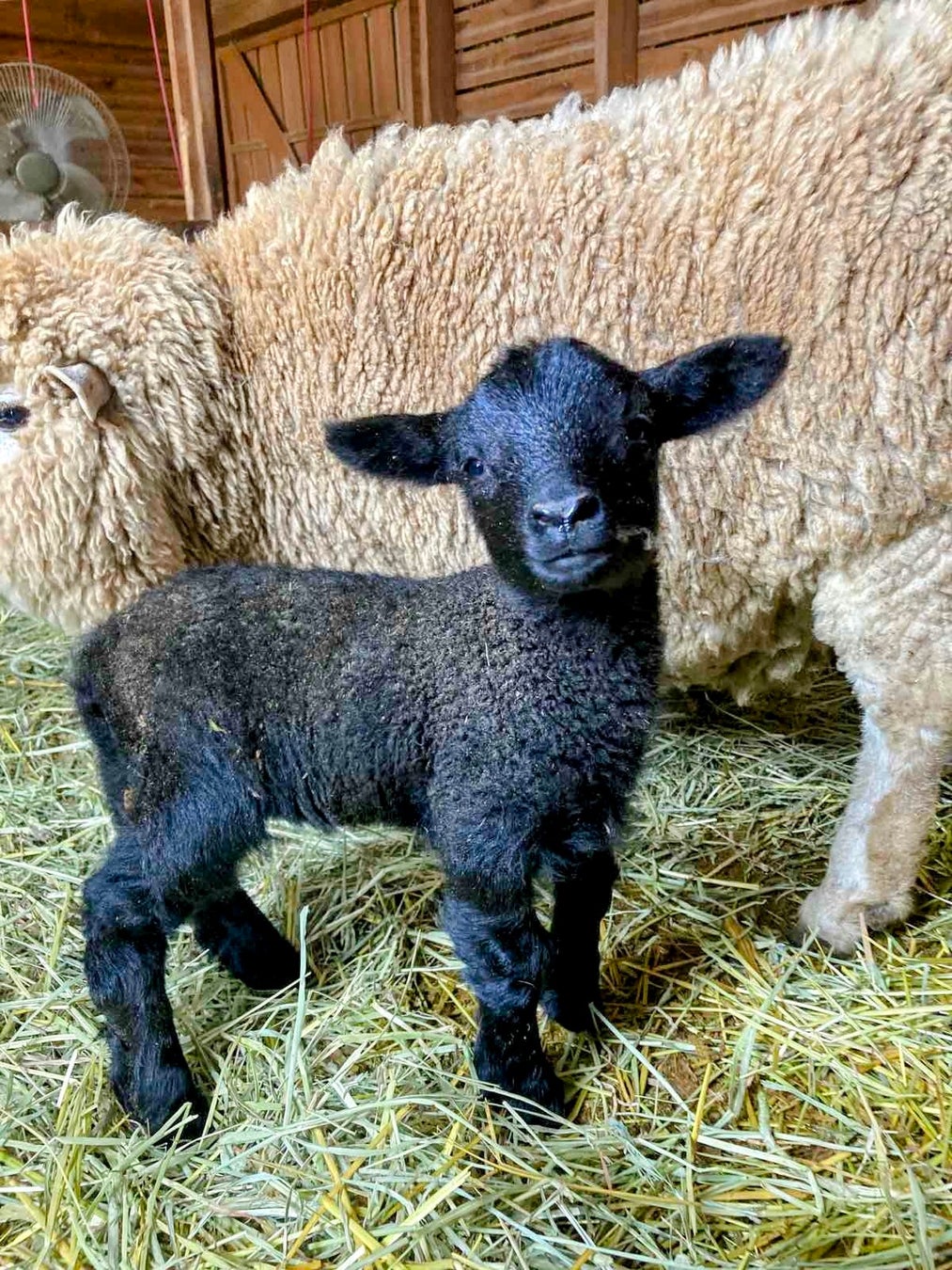 ブルーメの丘でひつじのベビーラッシュ 滋賀農業公園ブルーメの丘のプレスリリース ブルーメの丘でひつじのベビーラッシュ 滋賀農業公園ブルーメの丘のプレスリリース