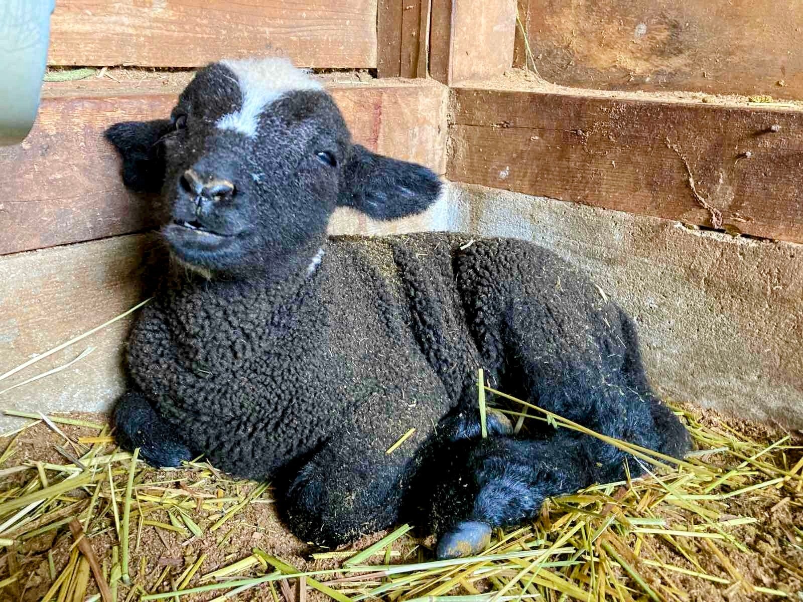 ブルーメの丘でひつじのベビーラッシュ！！ | 滋賀農業公園ブルーメの