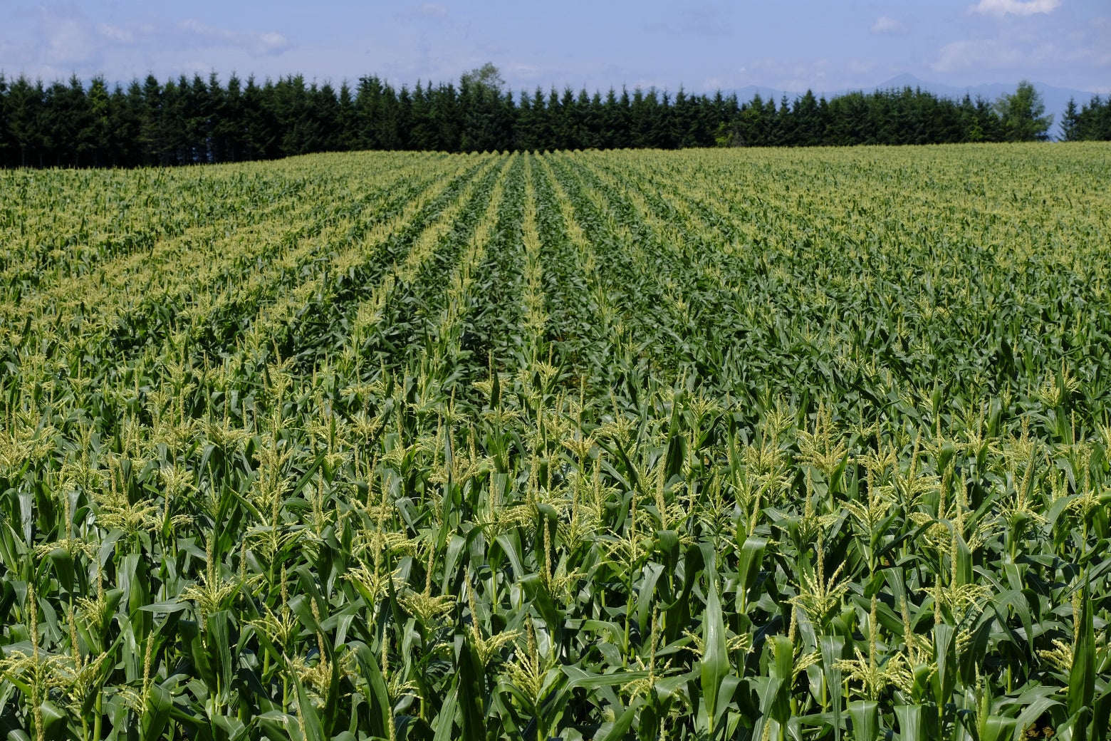 十勝地域のとうもろこし畑　写真提供：十勝観光連盟