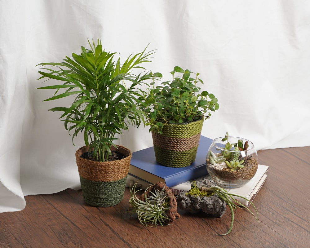 オリジナルグリーン