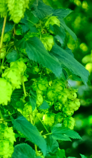 東北産希少ホップ「IBUKI]※画像は栽培時のホップです