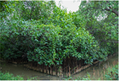 第1期植樹（2011年）から7年後の植樹地