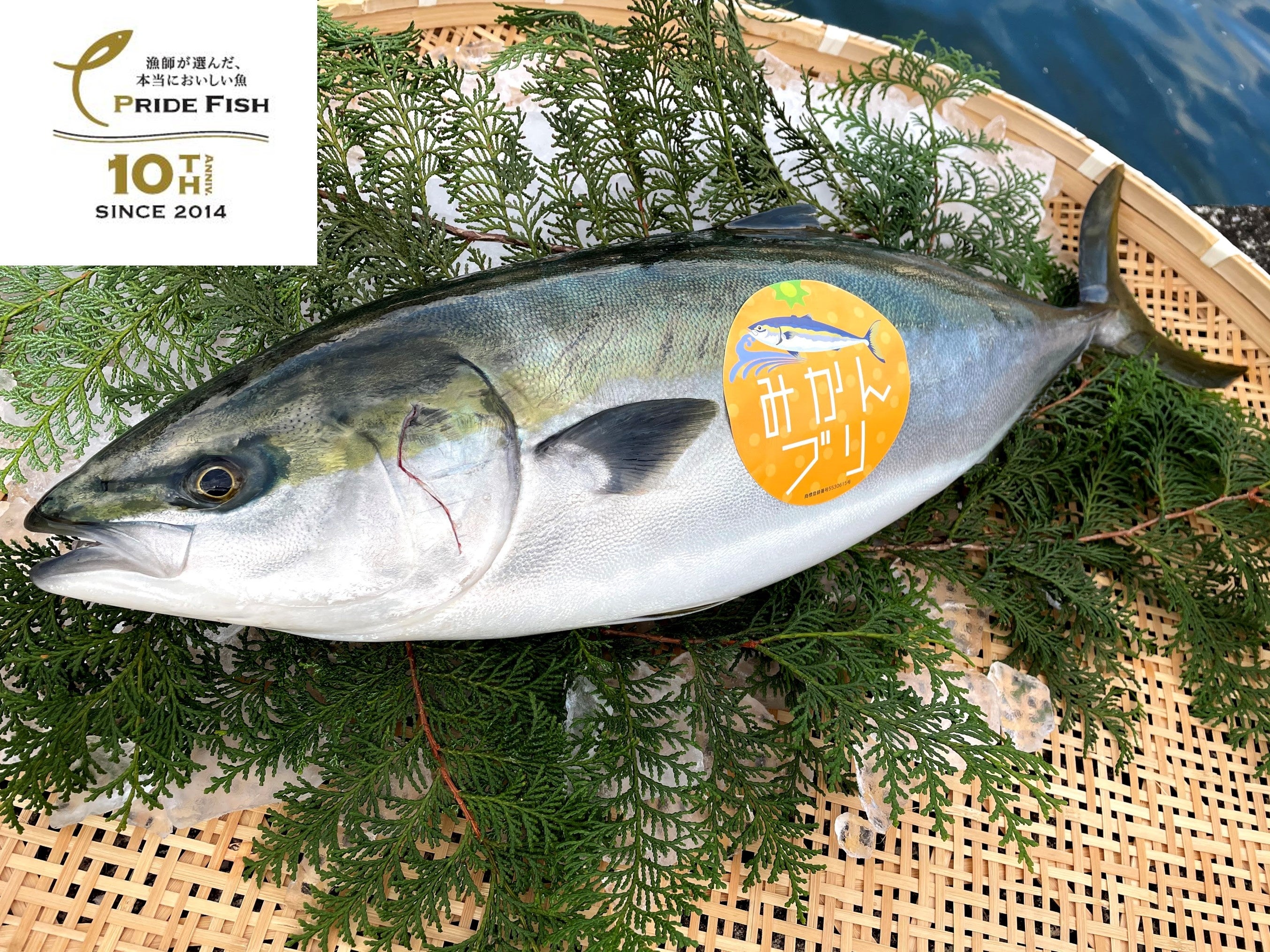 プライドフィッシュ10周年フェア」を開催 | イオン株式会社のプレス