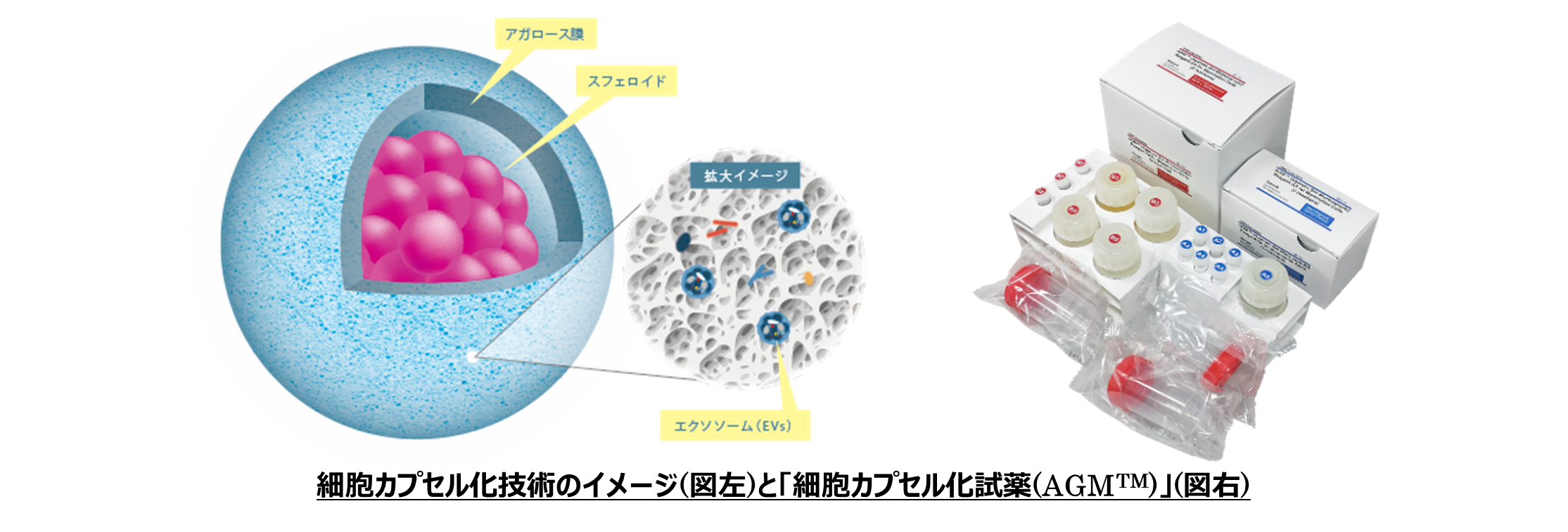 細胞カプセル化試薬(AGM)」を開発、2024年4月販売開始 | 株式会社東陽