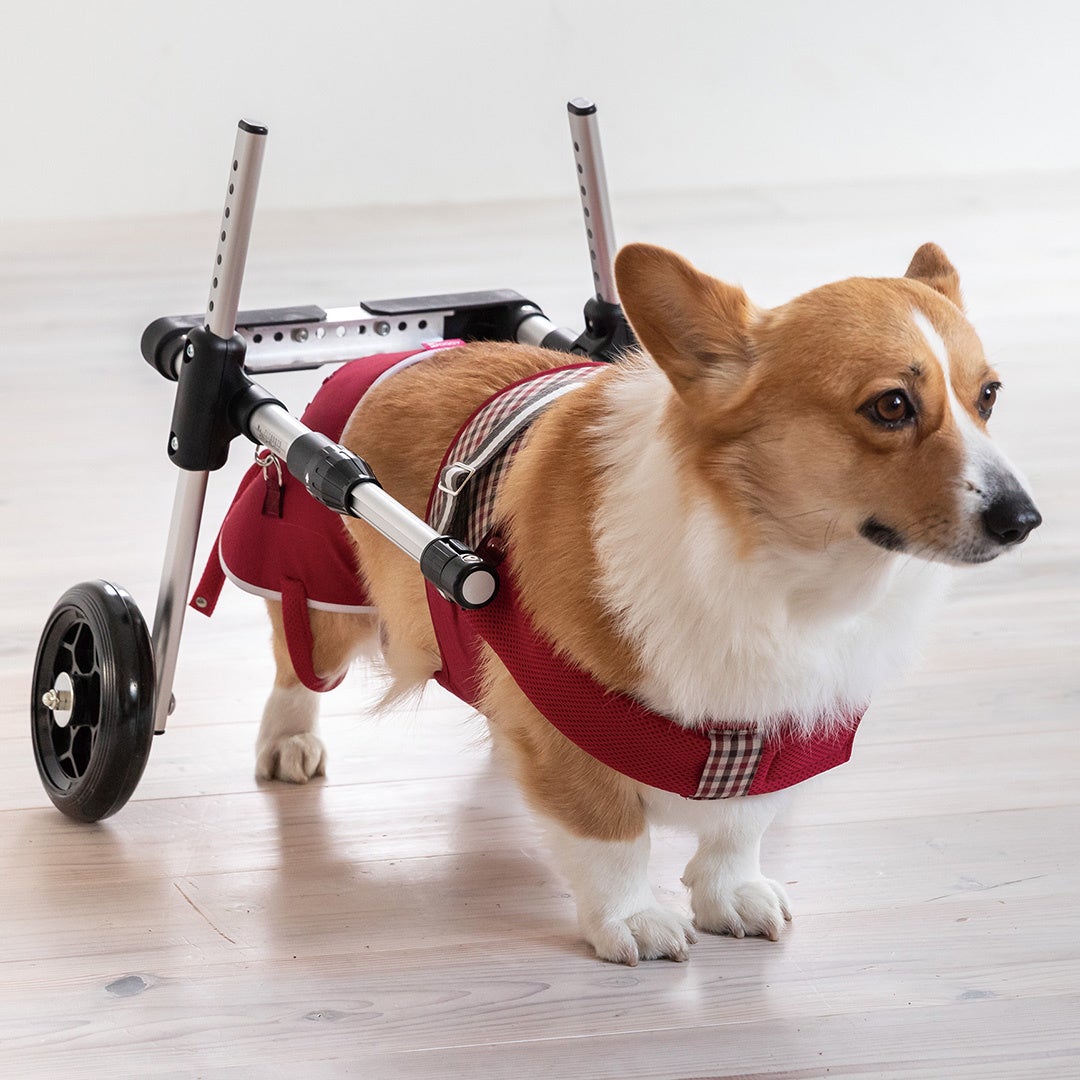 ドギーサポーター